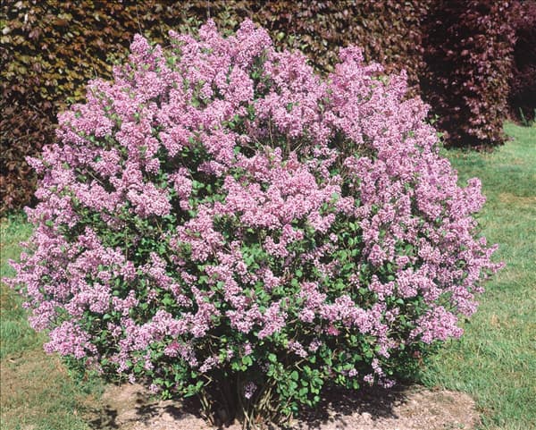 Syringa meyeri Dwarf Arnold