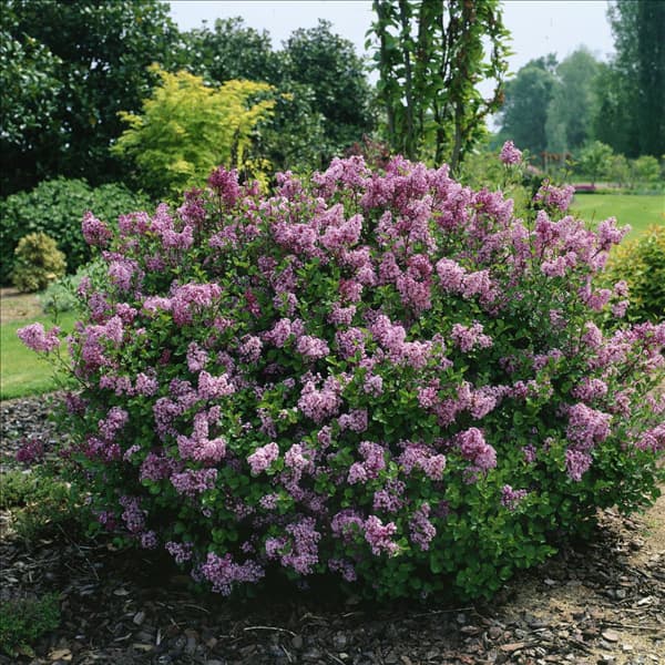 Syringa meyeri Palibin