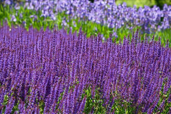 Salvia nemorosa