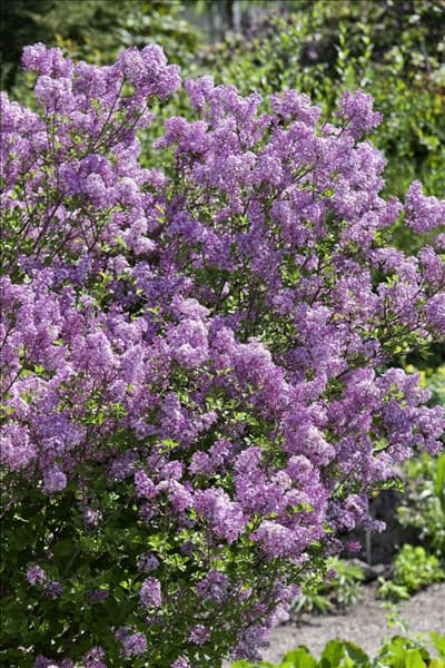 Syringa meyeri Palibin