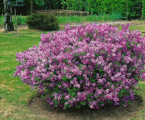 Syringa meyeri Palibin