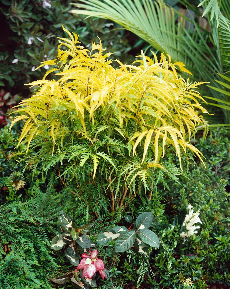 POLYSCIAS FILICIFOLIA