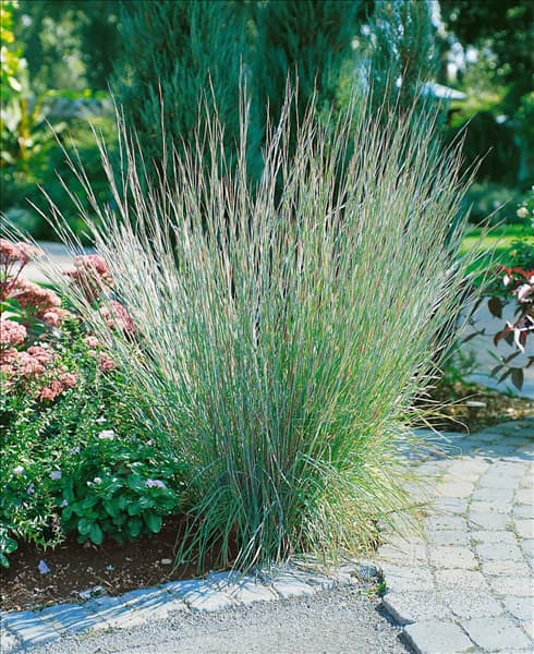 Schizachyrium scoparium The Blues