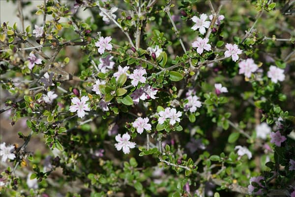 Serissa foetida Rosea