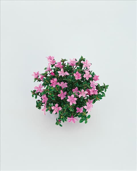 SERISSA FOETIDA PINK SNOW ROSE