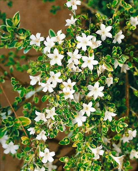 SERISSA SNOWLEAFES (FUJI SNOW ROSE)