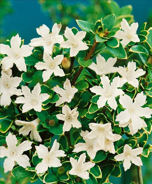 SERISSA SNOWLEAVES