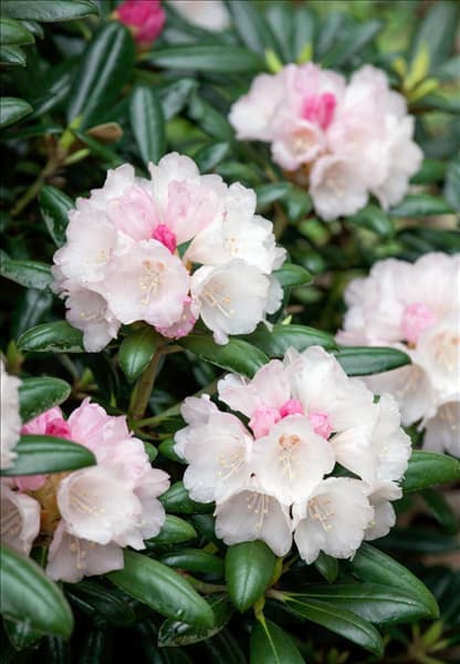 Rhododendron Koichiro Wada