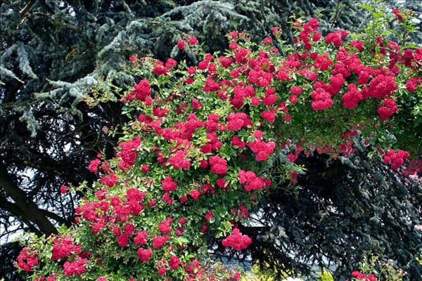 Schlingrose Super Excelsa ®