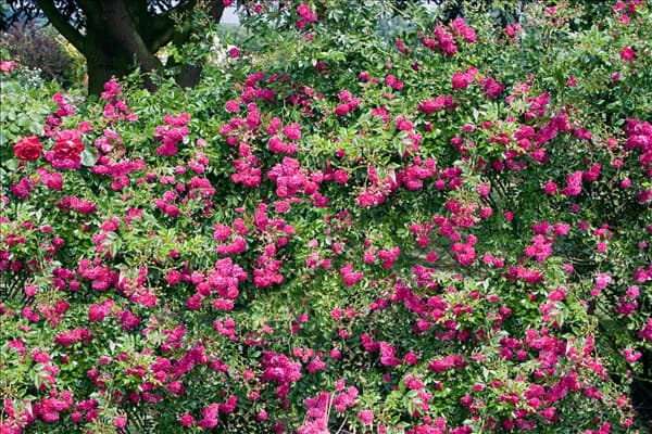 Schlingrose Super Excelsa ®