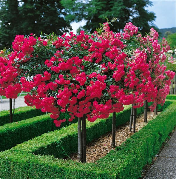 Hochstammrose Super Excelsa