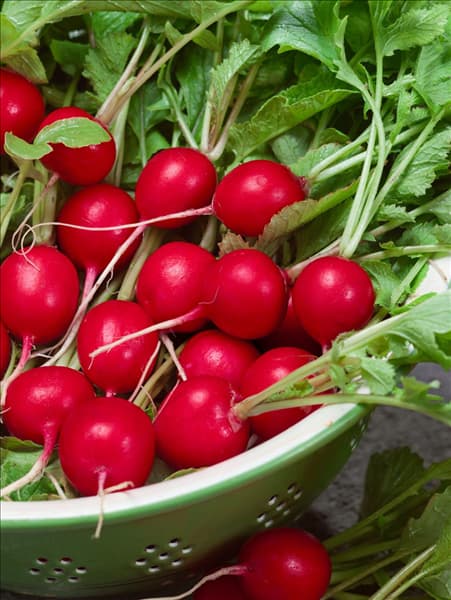 Raphanus sativus var. sativus Radies Riesenbutter Vitessa