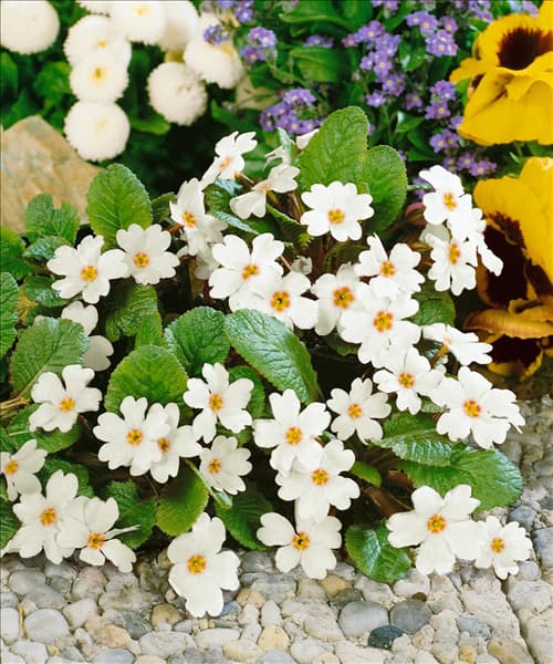 PRIMULA JULIAE WANDA