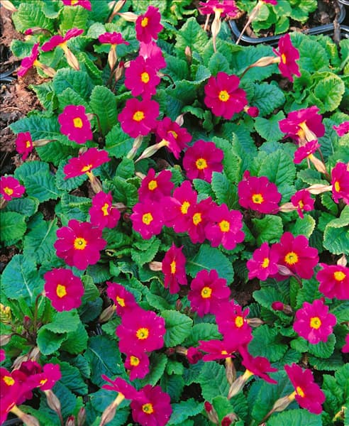 PRIMULA JULIAE VERVEANA