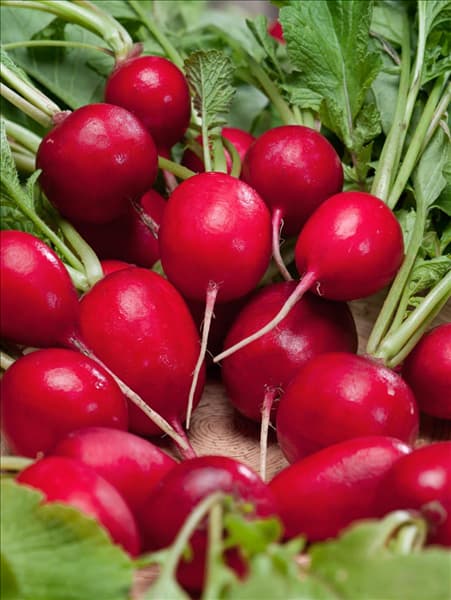 Raphanus sativus var. sativus Radies Riesenbutter Vitessa