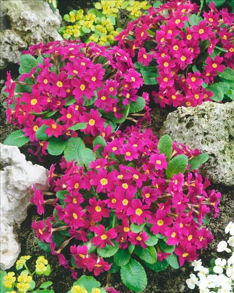 PRIMULA JULIAE PERLE VON RONSDORF