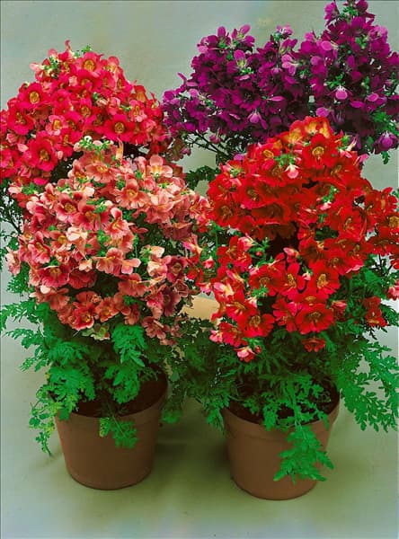 SCHIZANTHUS WISETONENSIS