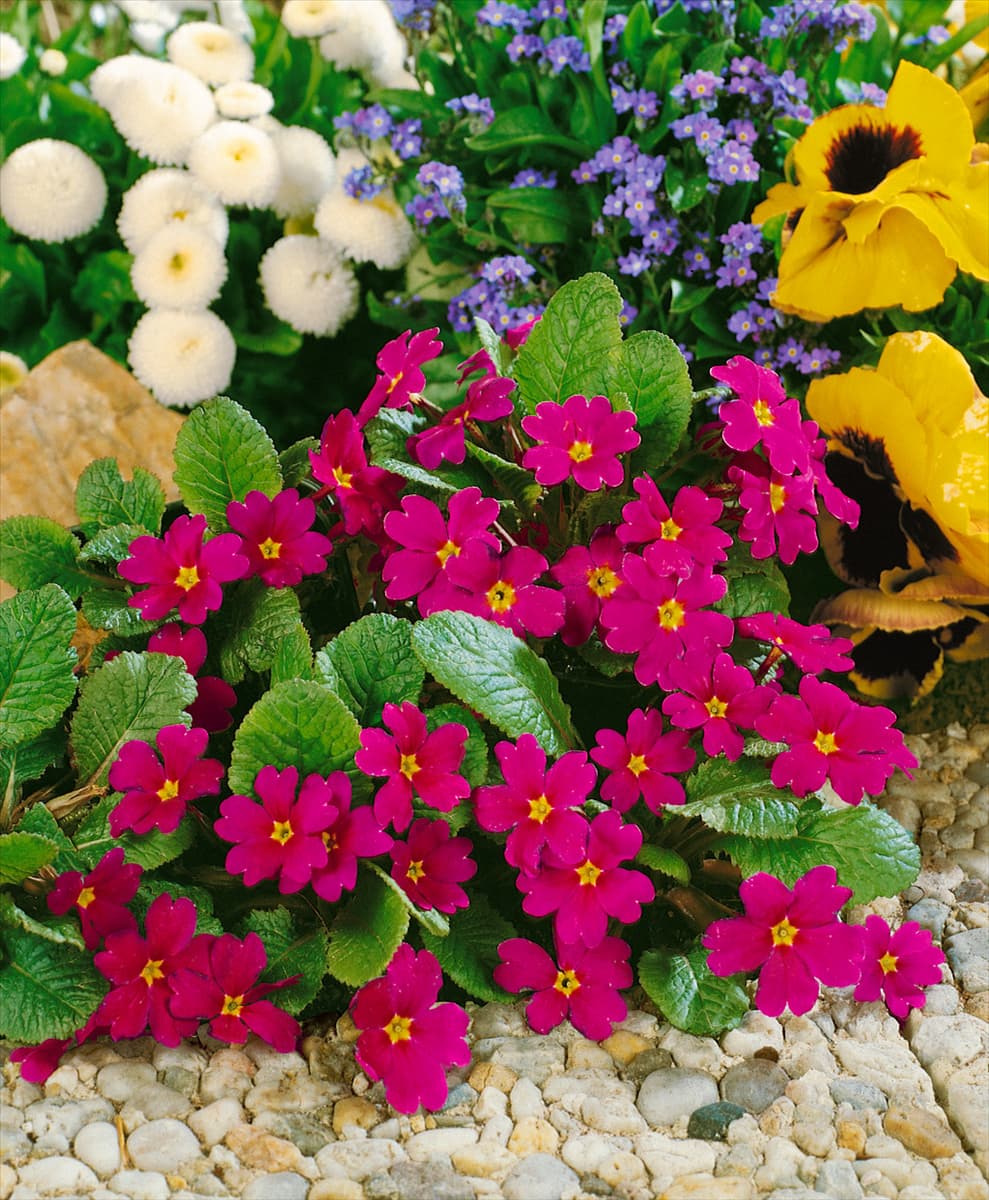 PRIMULA JULIAE WANDA