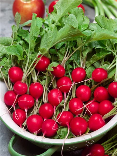Raphanus sativus var. sativus Radies Riesenbutter Vitessa