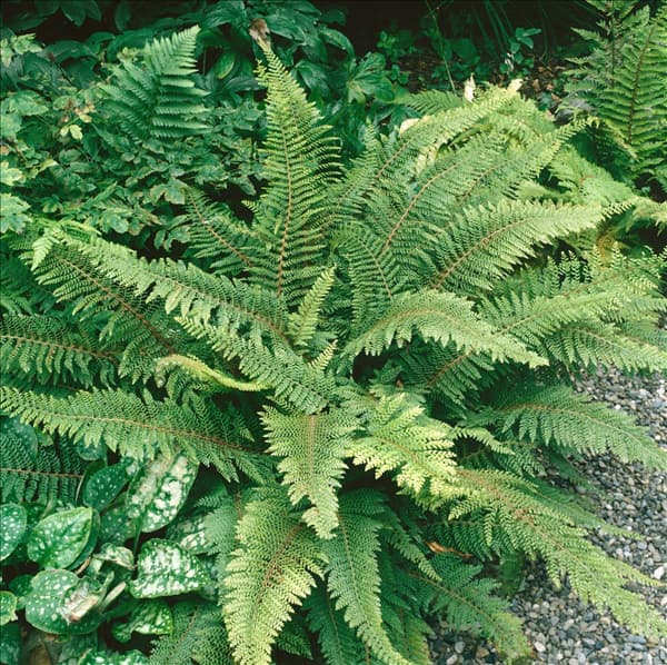 POLYSTICHUM SETIFERUM HERRENHAUSEN