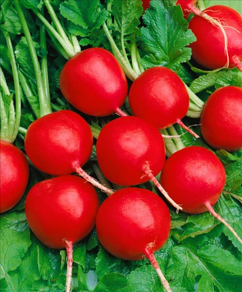 Raphanus sativus var. sativus Riesenbutter