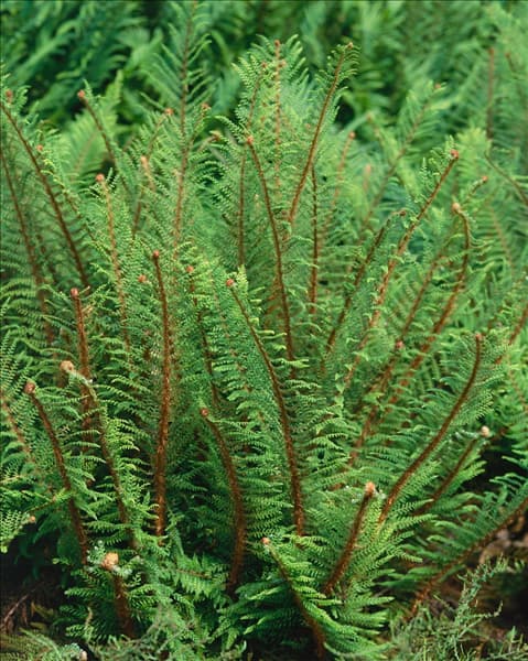POLYSTICHUM SETIFERUM PROLIFERUM