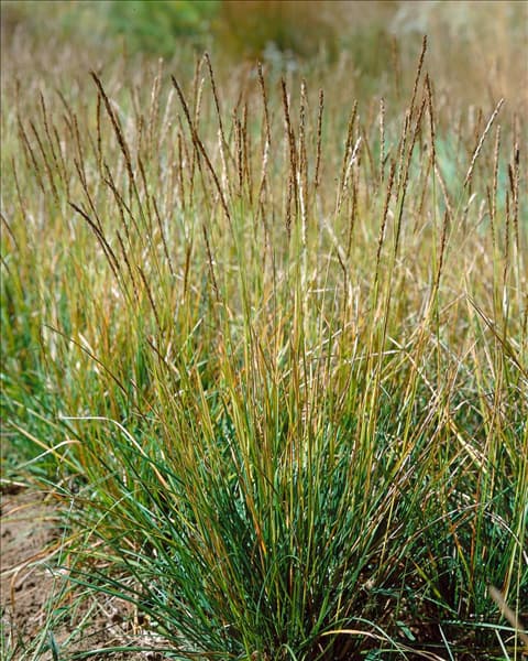 Sesleria autumnalis