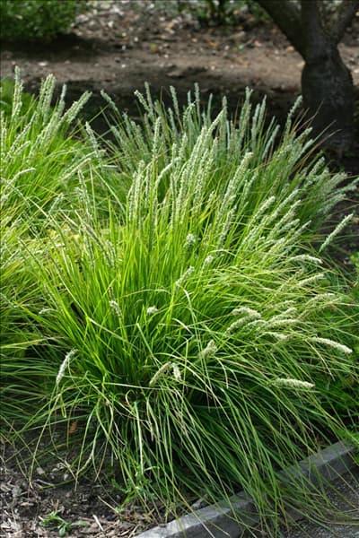 Sesleria autumnalis
