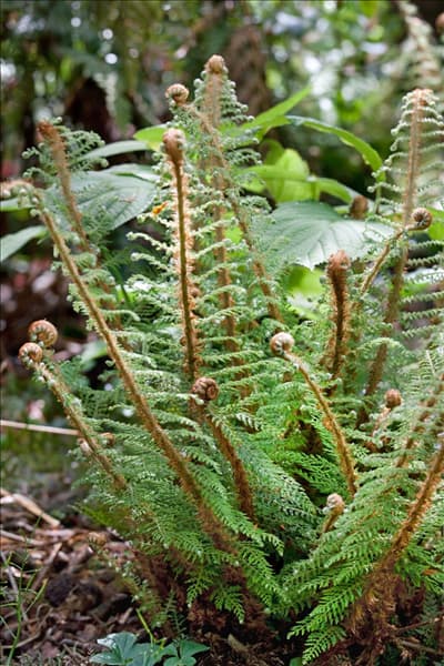 Polystichum setiferum Proliferum Grp.