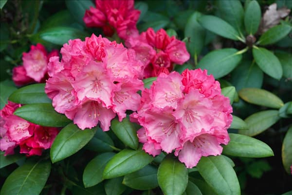Rhododendron Polaris