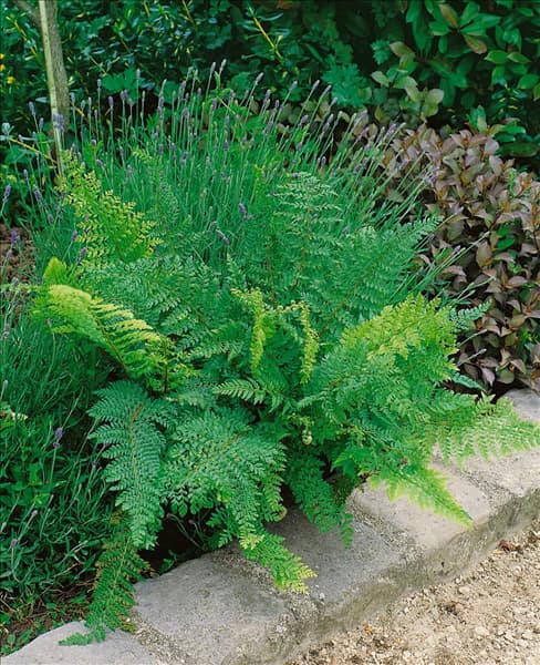 POLYSTICHUM SETIFERUM