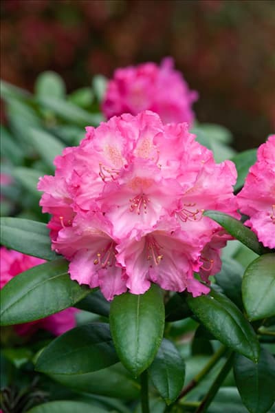 Rhododendron Polaris
