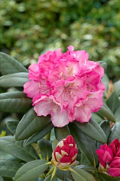 Rhododendron yakushimanum Polaris