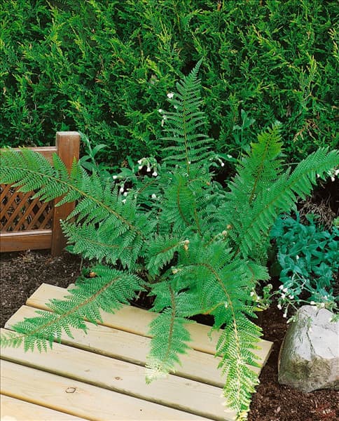 POLYSTICHUM SETIFERUM