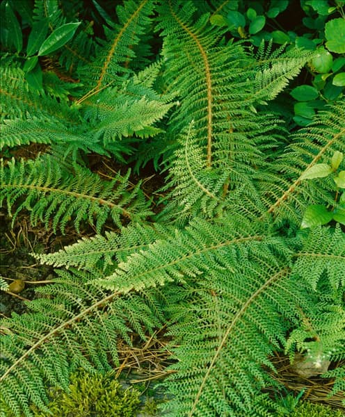 POLYSTICHUM SETIFERUM