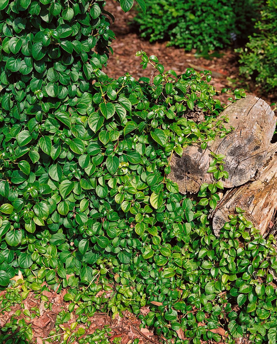 Schizophragma hydrangeoides Platt