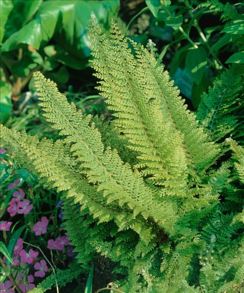 POLYSTICHUM SETIFERUM PLUMOSUM DENSUM