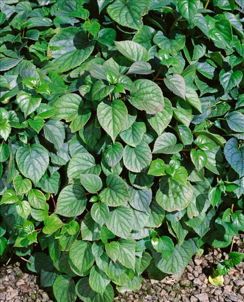 SCHIZOPHRAGMA hydrangeoides Moonlight