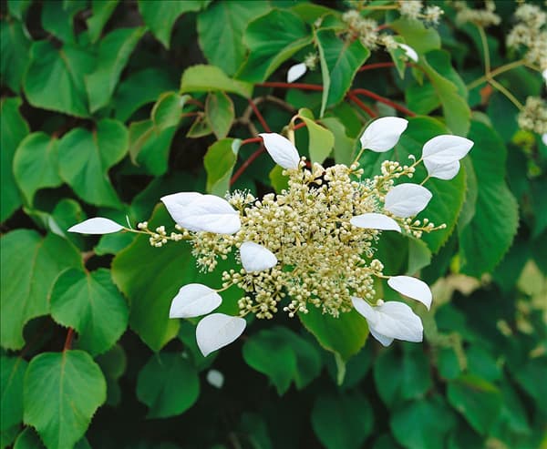 SCHIZOPHRAGMA hydrangeoides