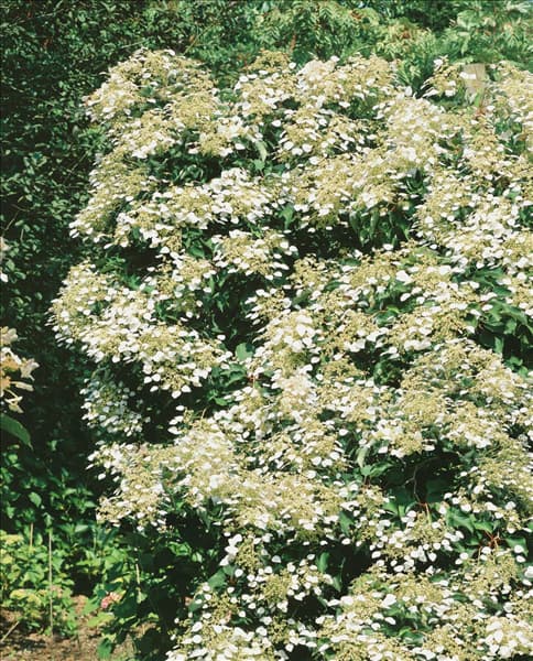 Schizophragma hydrangeoides