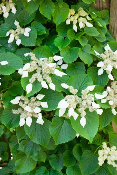 Schizophragma hydrangeoides