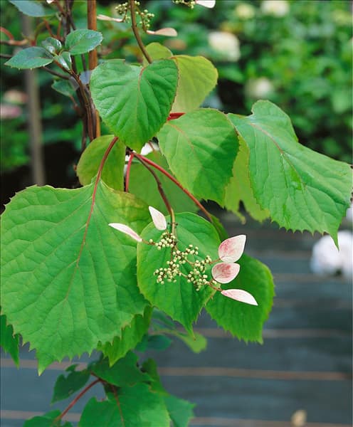 SCHIZOPHRAGMA hydrangeoides Roseum