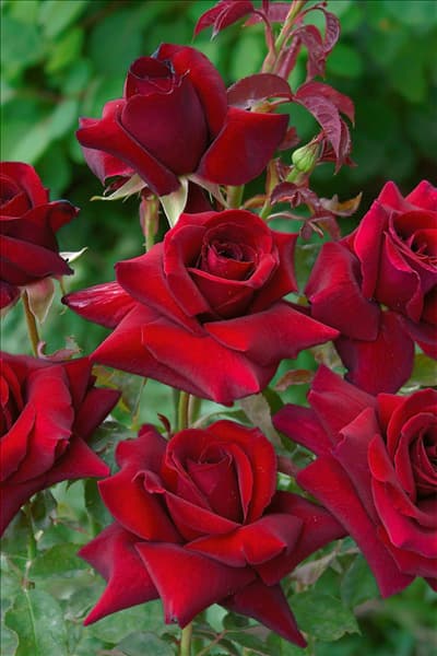 Hybrid Tea Rose Duftzauber