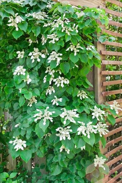 Schizophragma hydrangeoides