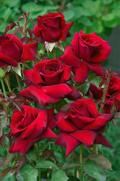 Hybrid Tea Rose Duftzauber