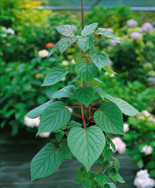 SCHIZOPHRAGMA hydrangeoides Moonlight