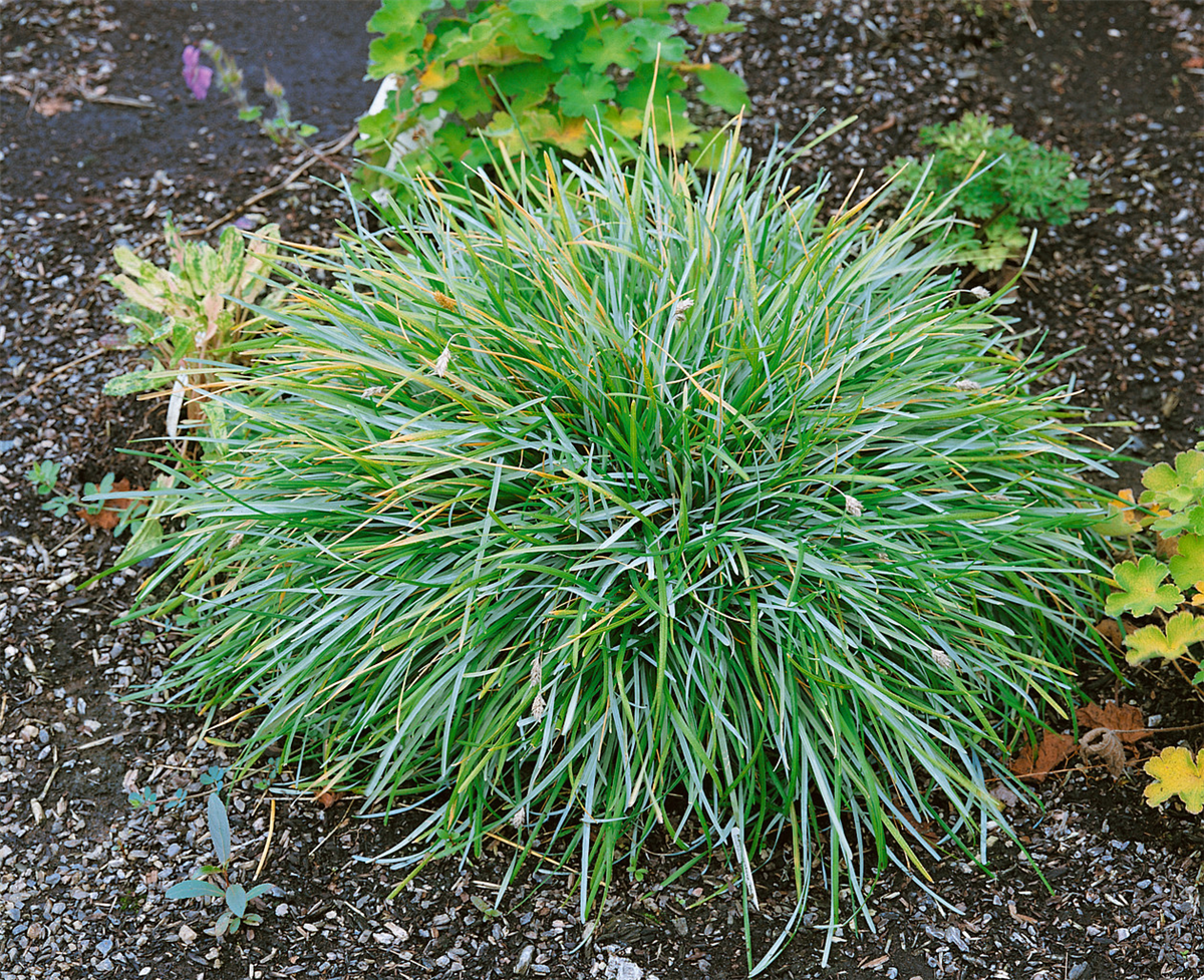 Sesleria caerulea