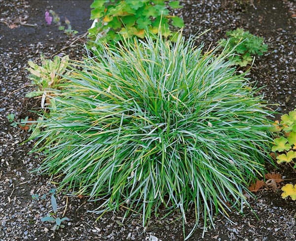 Sesleria caerulea