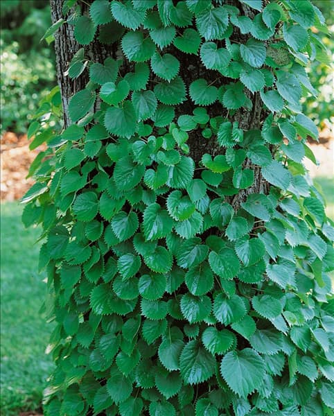 Schizophragma hydrangeoides Strawberry