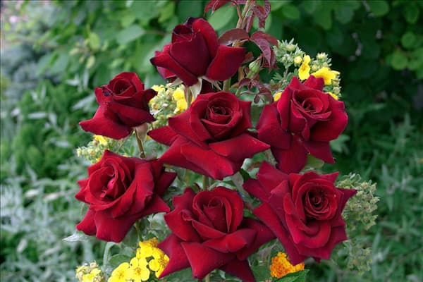 Hybrid Tea Rose Duftzauber
